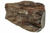 Fossil Dinosaur (Triceratops) Shed Tooth - Wyoming #315062-1